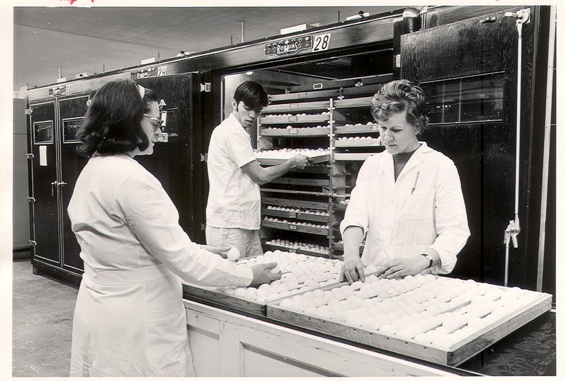 1972 egg workers.jpg