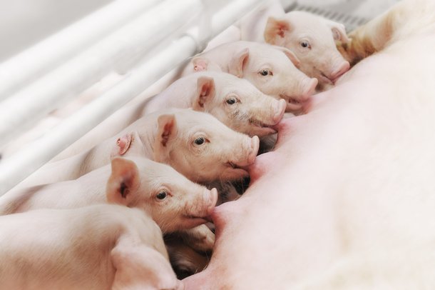 Piglets
