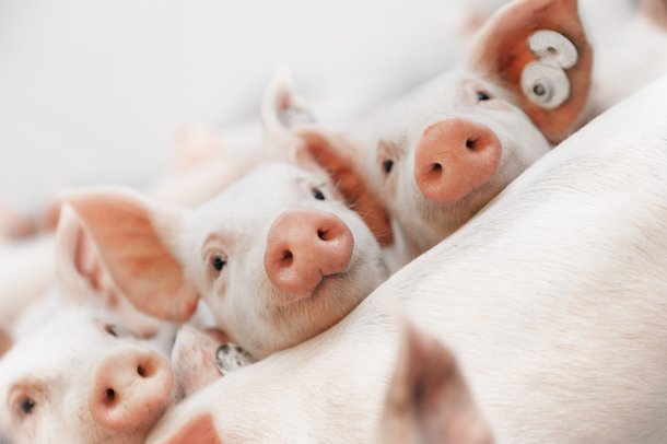 Hypor piglets