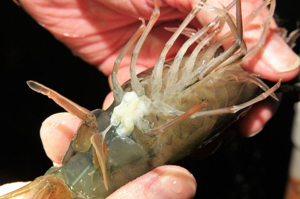 shrimp-breeding-kona-bay