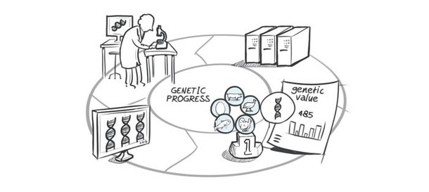 Hypor drawing genomic