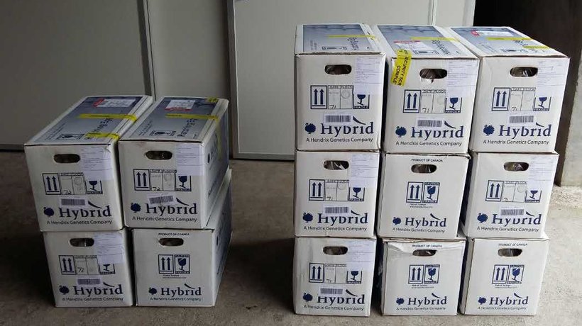 China export egg boxes