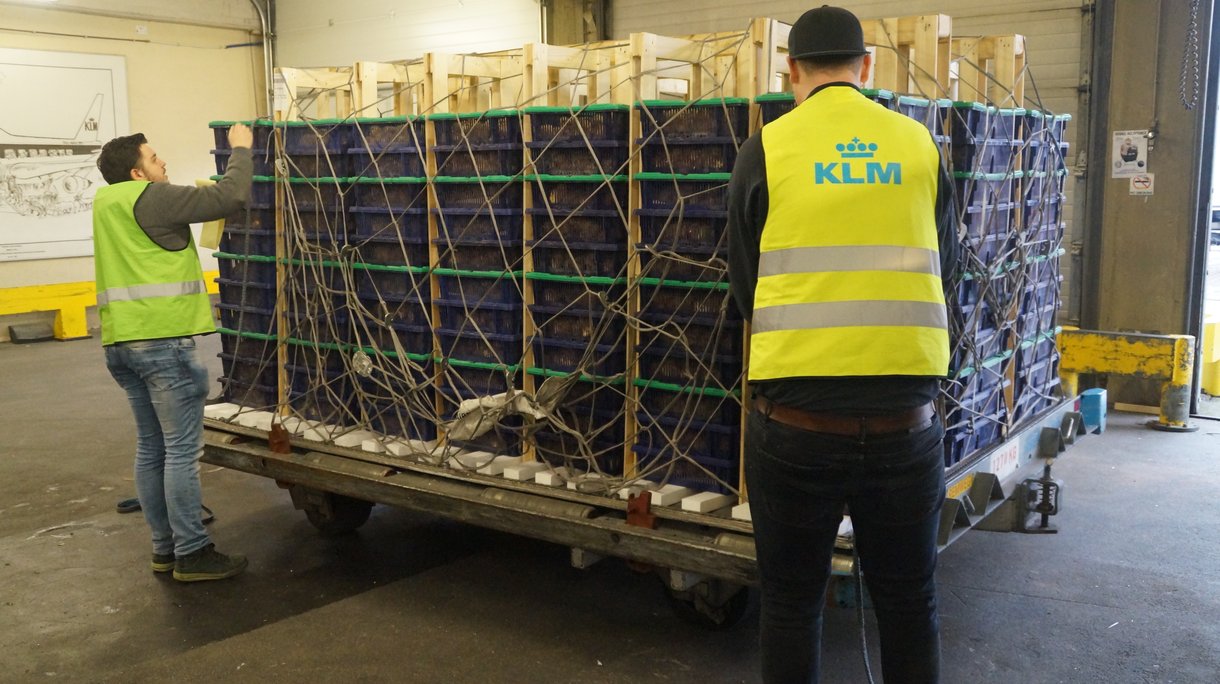 chick boxes isa export