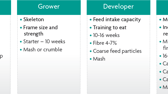 Diet phases in rearing pullet development stages.png