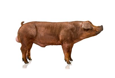 Hypor Magnus Boar new
