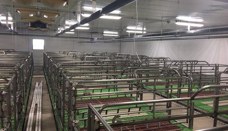 Camrose colony - Farrowing