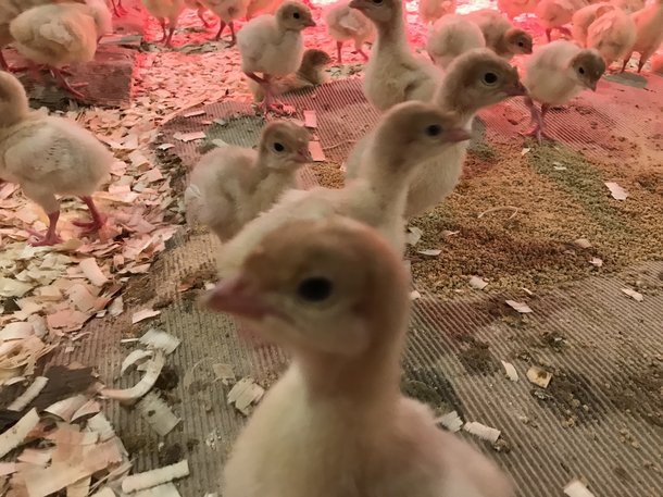 First placement Iran poults