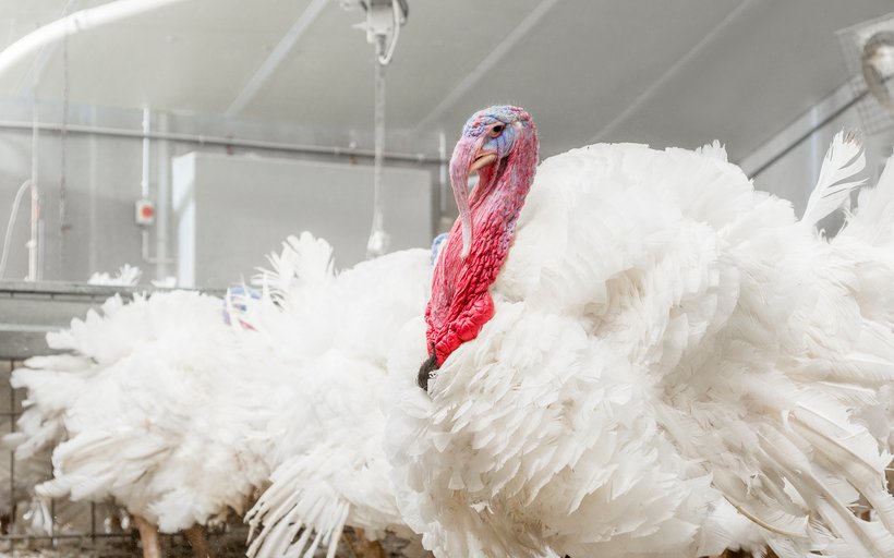 Hybrid XL turkey