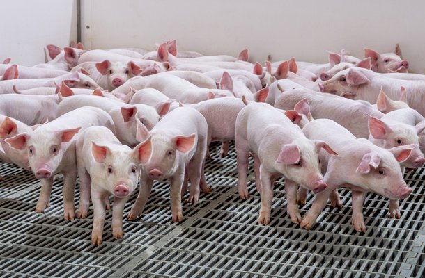hypor piglets