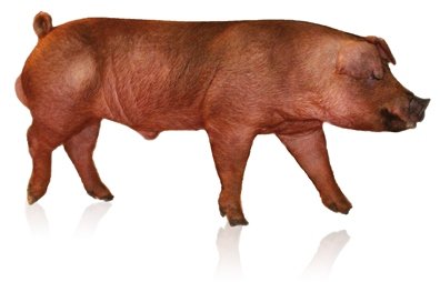 Hypor Boar Kanto