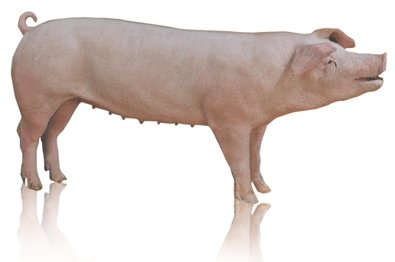 Hypor Sow Landrace