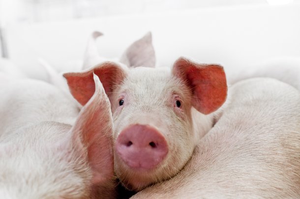 Hypor pig