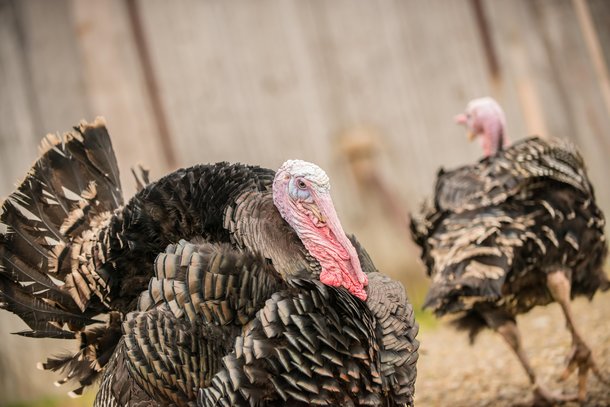 2 orlopp bronze turkeys