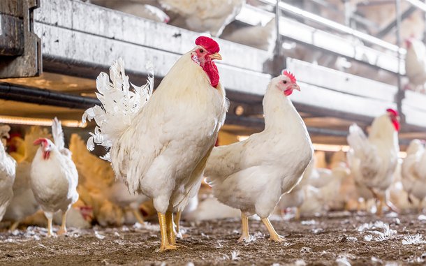 Shaver white ps layers chickens