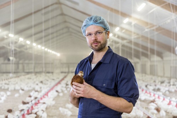 ps rearing brown colleague chickens layers