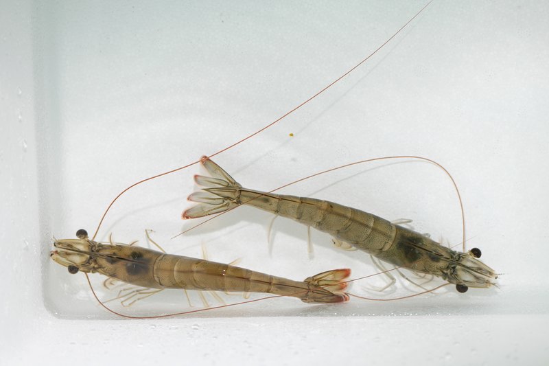 Shrimp breeder females