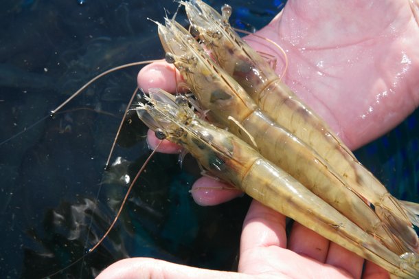 Shrimp Breeding - Kona Bay