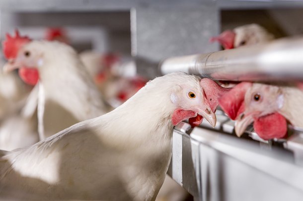 Shaver white cs eating layers chickens