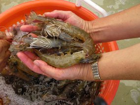 shrimp in hand