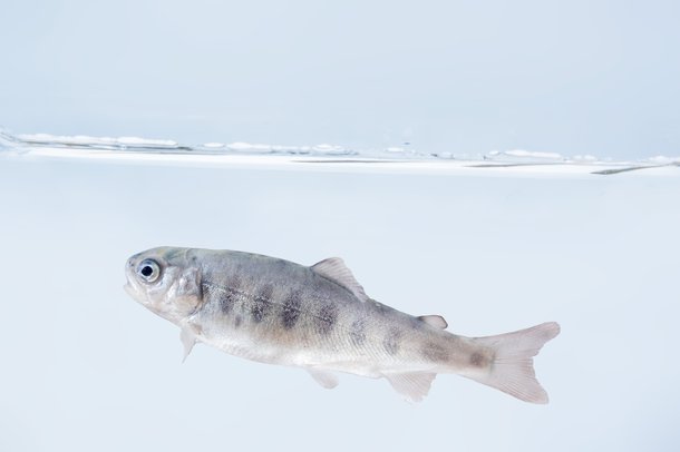 Troutlodge 001 0662 fish example.jpg