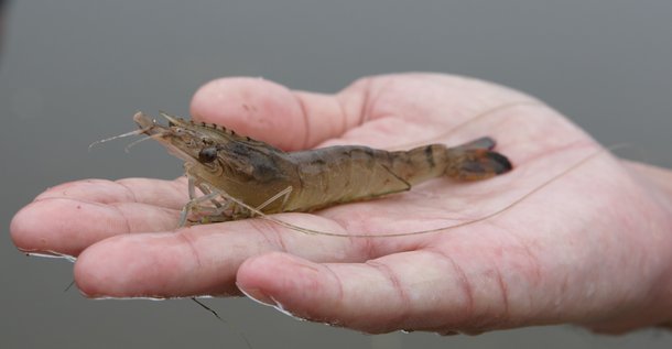Vannamei in hand.jpg