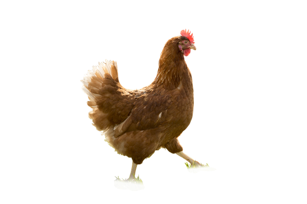 Warren Brown 300dpi.png