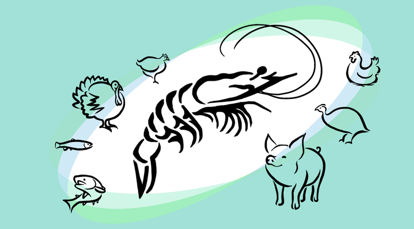 Shrimp Cartoon