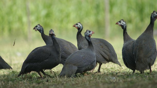 Guinea Fowl