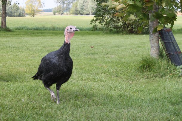 Artisan Gold female turkey