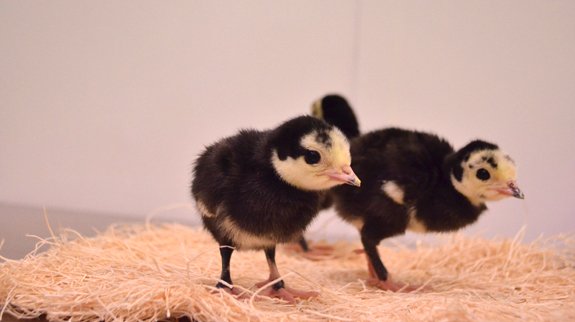 Artisan Gold poults