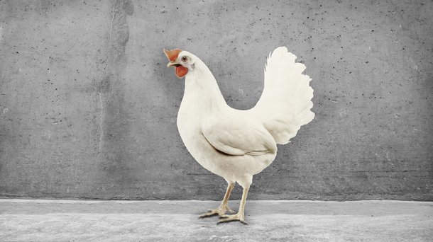 babcock White cs chicken layers