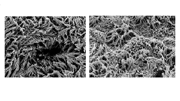 cilia effect
