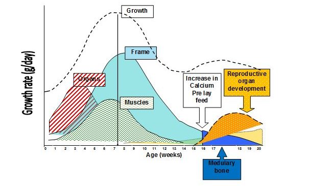 graph bodyweight development