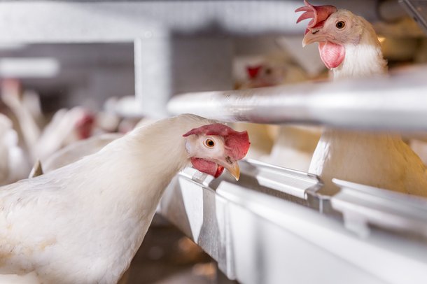 dekalb white cs aviary chickens layers