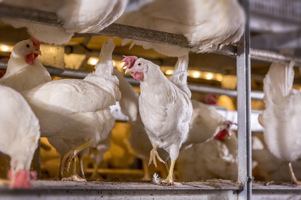dekalb white aviary cs chickens layers
