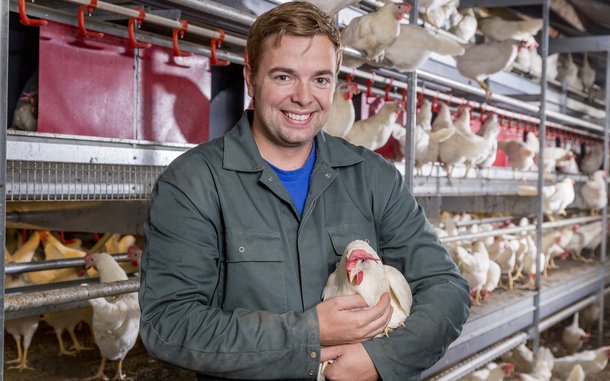 Dekalb White cs aviary Ospel colleague chickens layers