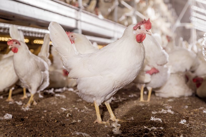 Download The Importance Of Body Weight Management Laying Hens