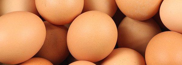 eggs brown layers
