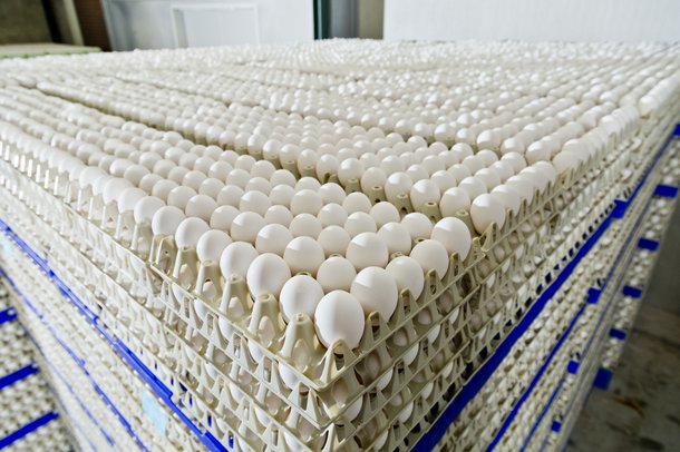 eggs white layers