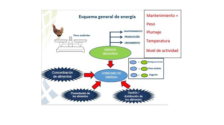 energy scheme SP