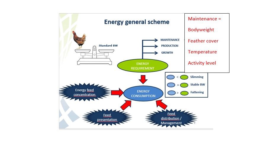 Energy mapping