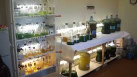 growout algae