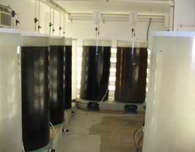 hatchery algea