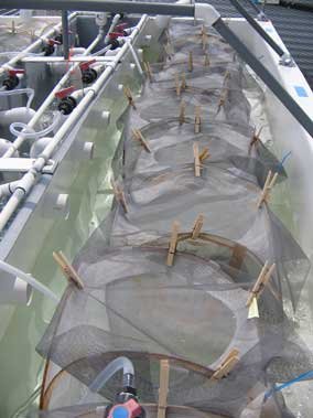 hatchery maturity