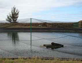 hatchery pond