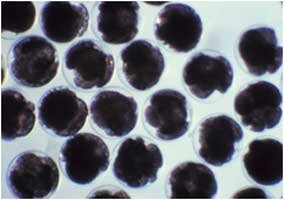 lifecycle eggs