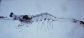 lifecycle post larvae
