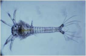 lifecycle zoea