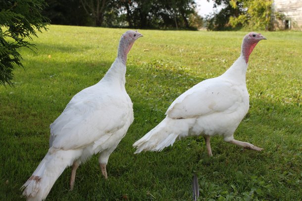 MiniCLASSIC female turkey