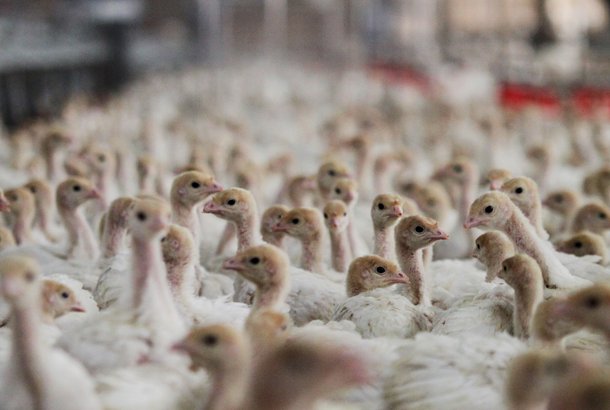 News header turkeys
